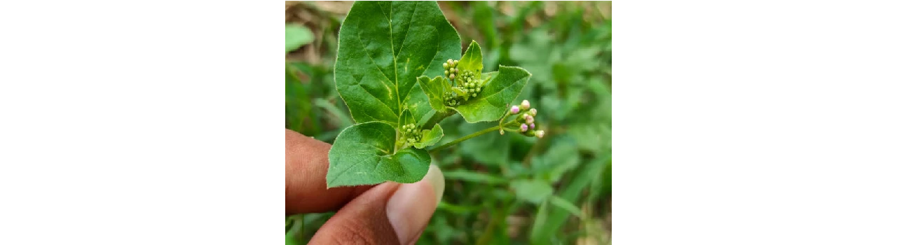 Green Vegetables Names In Hindi