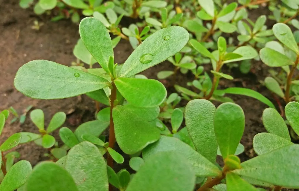 Green Leafy Vegetables Name In Telugu